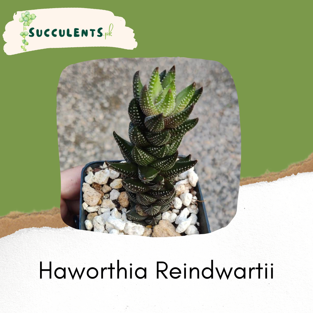 Haworthia Reindwartii