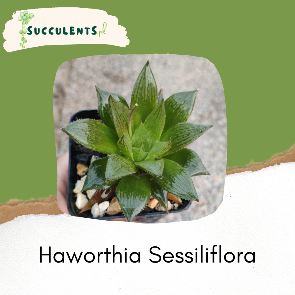 Haworthia Sessiliflora