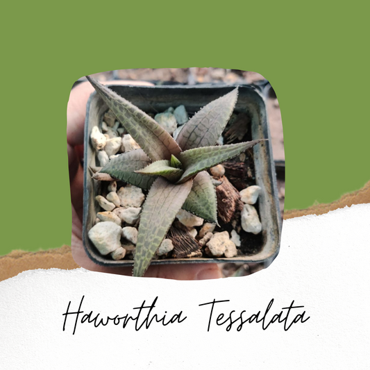 Haworthia Tessalata