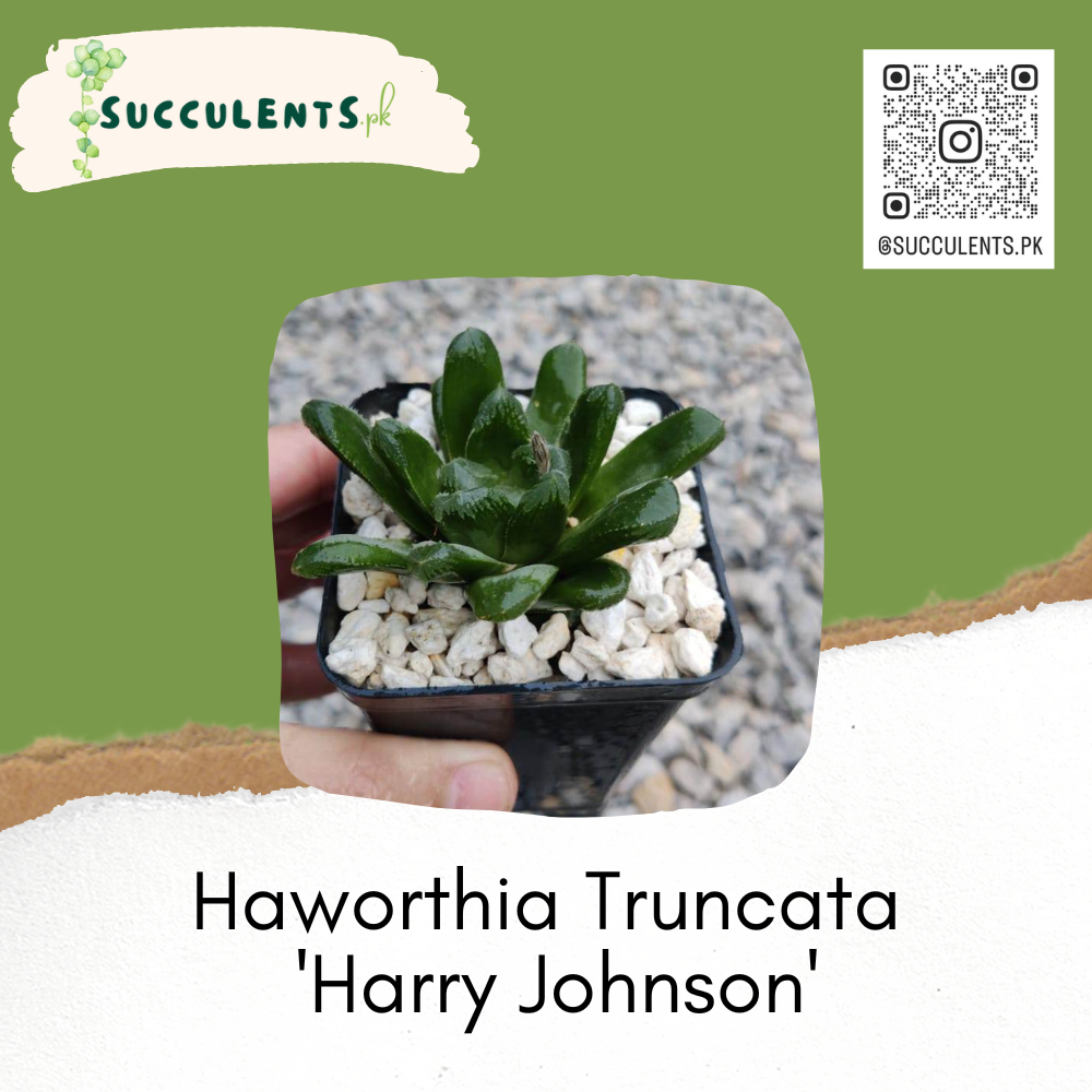 Haworthia Truncata 'Harry Johnson'