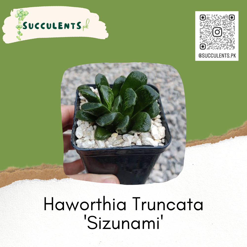 Haworthia Truncata 'Sizunami'