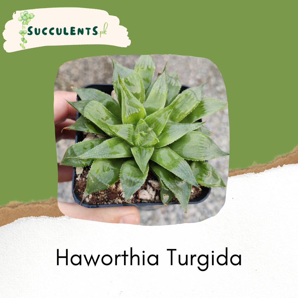 Haworthia Turgida