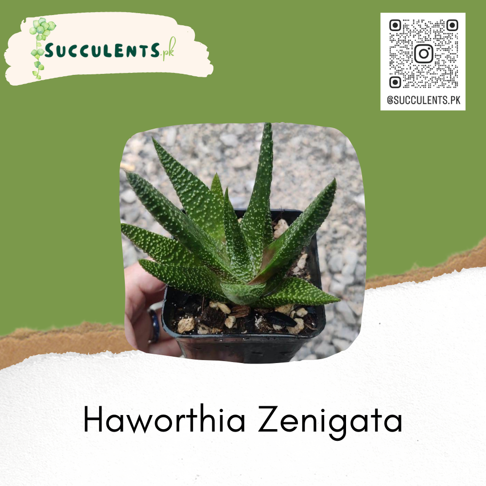 Haworthia Zenigata