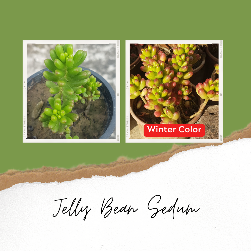 Jelly Bean Sedum