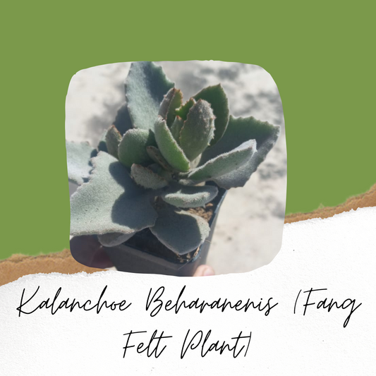 Kalanchoe Beharanenis (Fang Felt Plant)