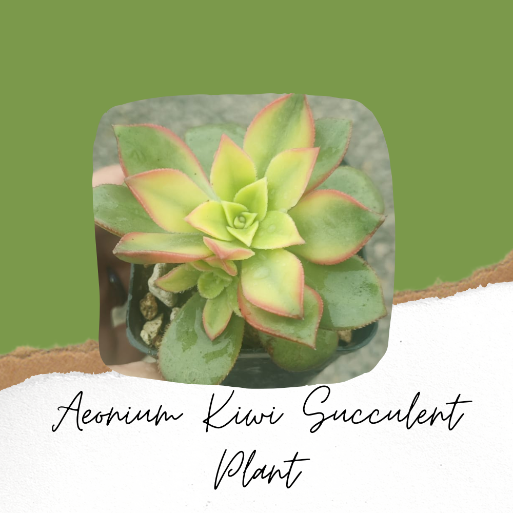 Aeonium Kiwi Succulent Plant