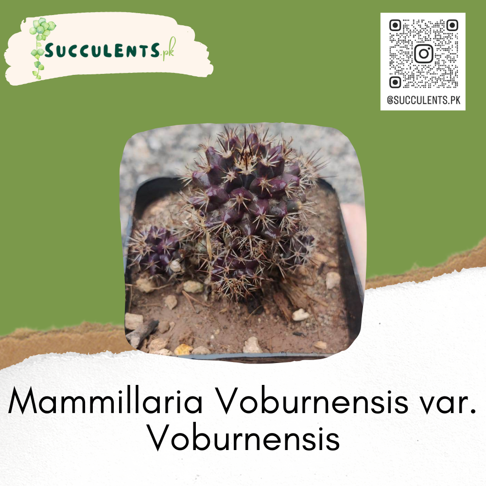 Mammillaria Voburnensis var. Voburnensis