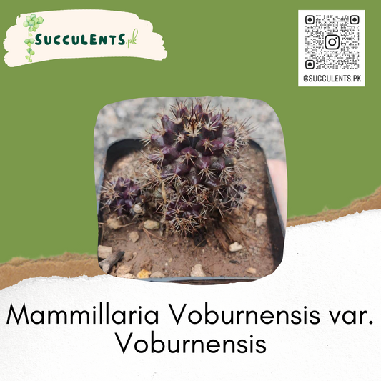 Mammillaria Voburnensis var. Voburnensis