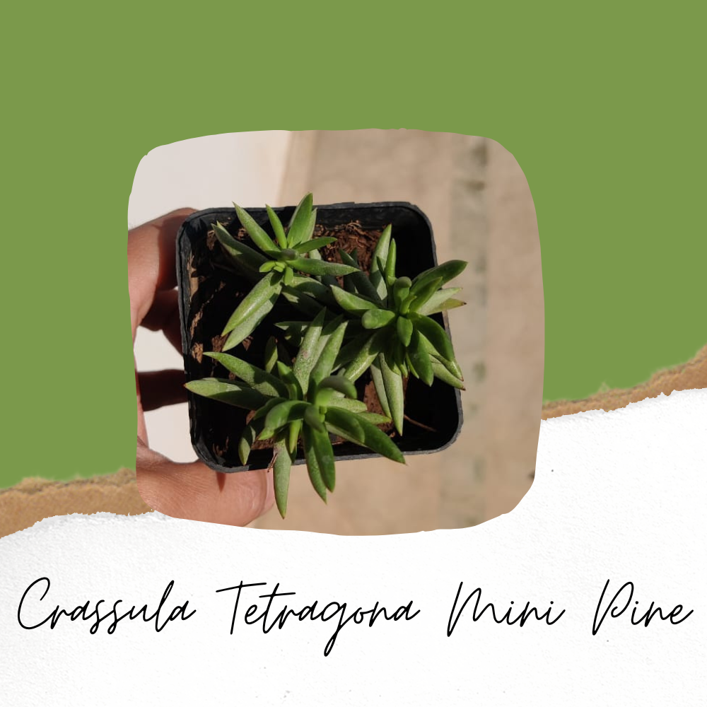 Crassula Tetragona Mini Pine