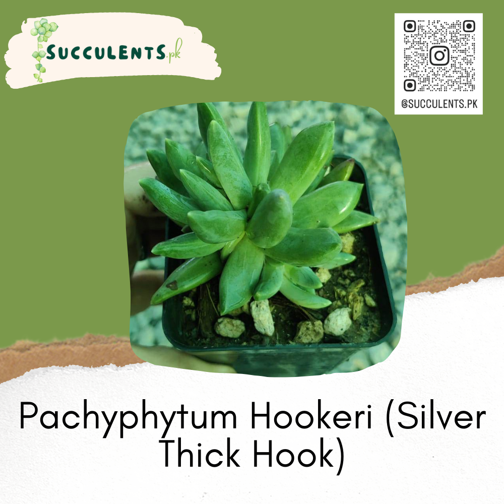 Pachyphytum Hookeri (Silver Thick Hook)