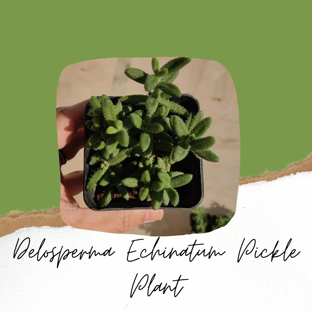 Delosperma Echinatum Pickle Plant (Ice Plant)