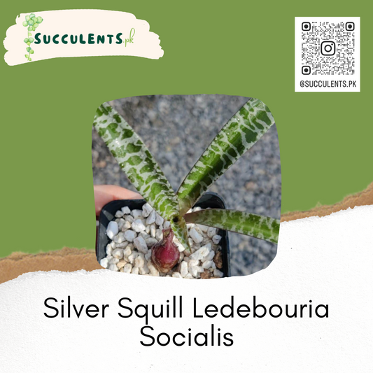 Silver Squill Ledeboria Socialis