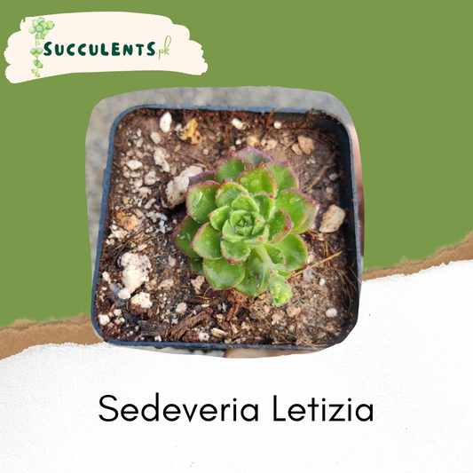 Sedeveria Letizia