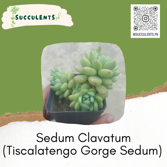 Sedum Clavatum (Tiscalatengo Gorge Sedum)