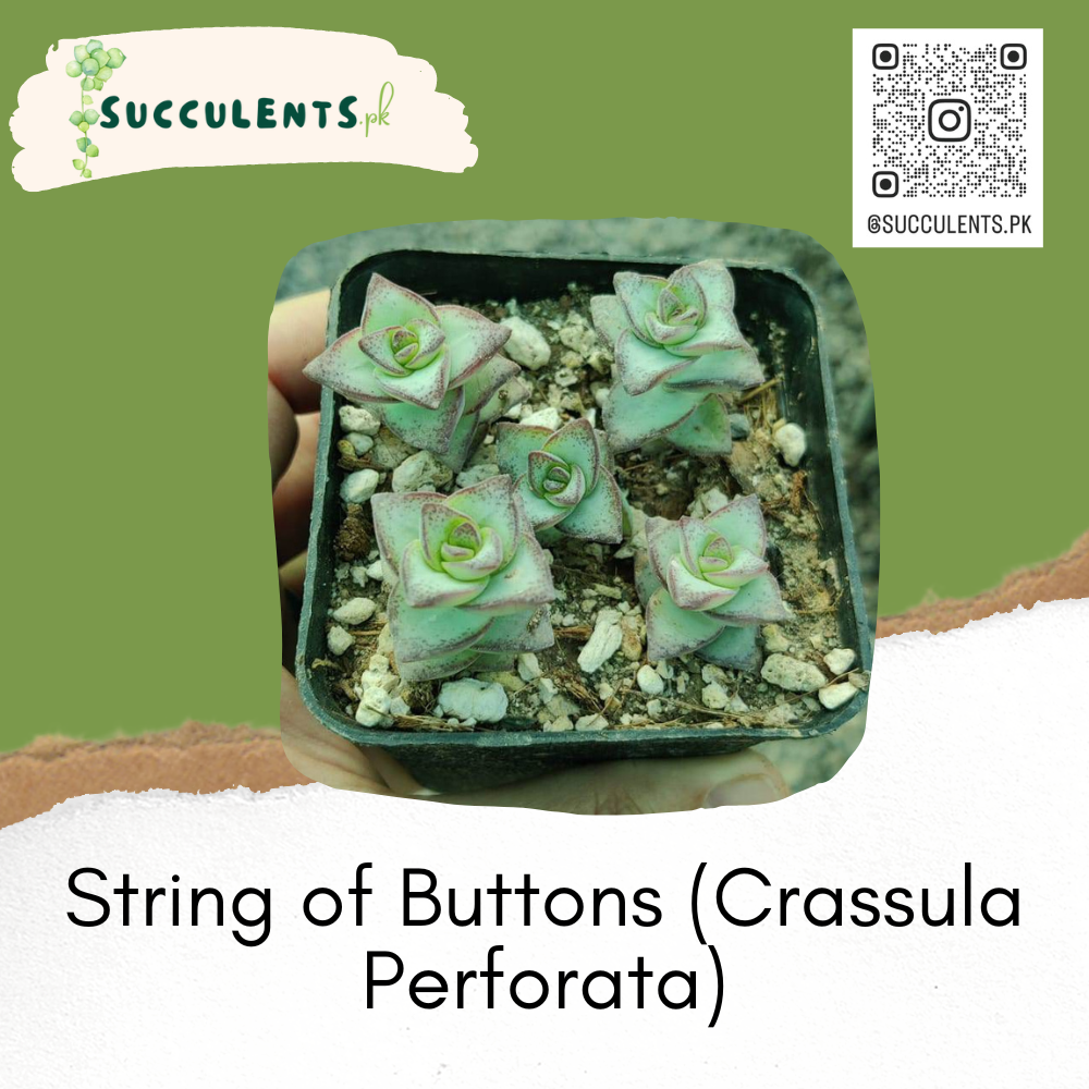 String of Buttons (Crassula Perforata)