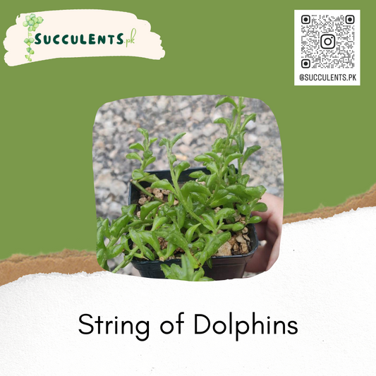 String of Dolphins