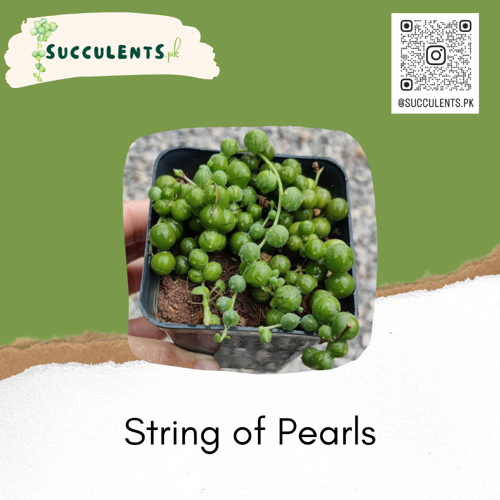 String of Pearls