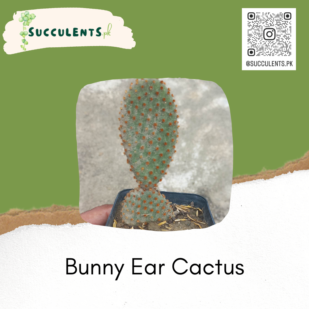 Bunny Ear Cactus – Succulents.pk