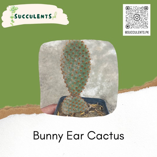 Bunny Ear Cactus