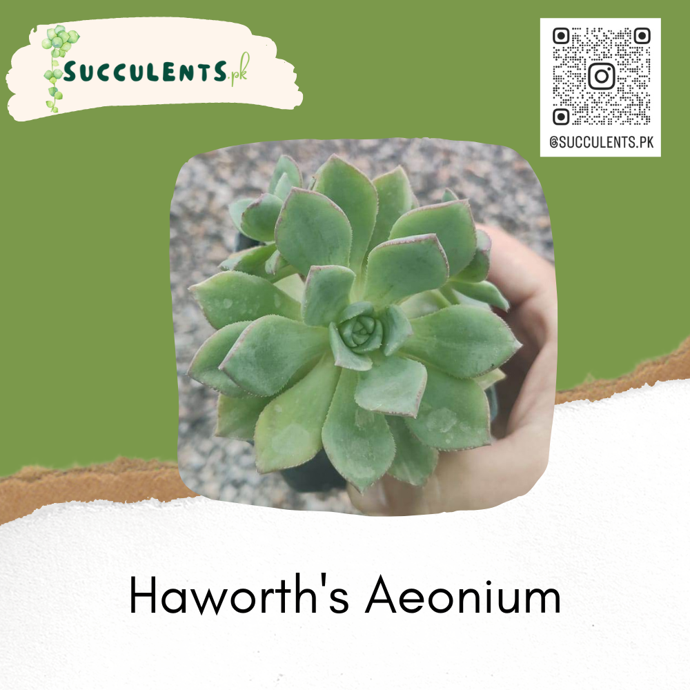 Haworth's Aeonium