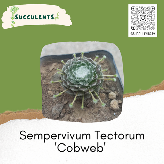 Sempervivum Tectorum 'Cobweb'