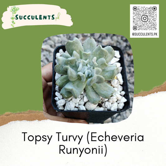 Topsy Turvy (Echeveria Runyonii)