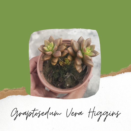 Graptosedum 'Vera Higgins' - Succulent Plant- Live