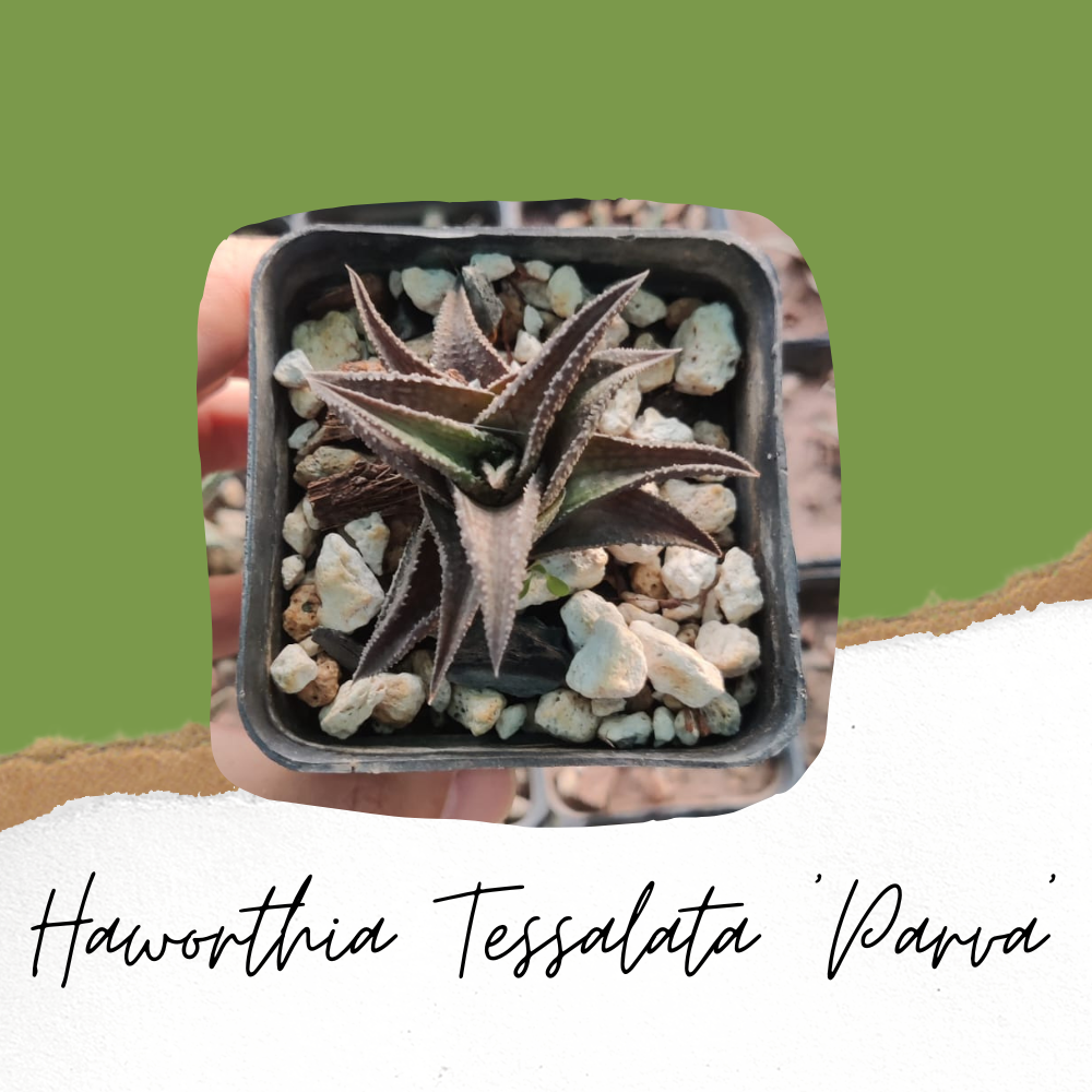 Haworthia Tessalata 'Parva'