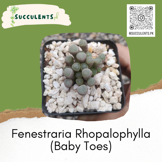 Fenestraria Rhopalophylla (Baby Toes)