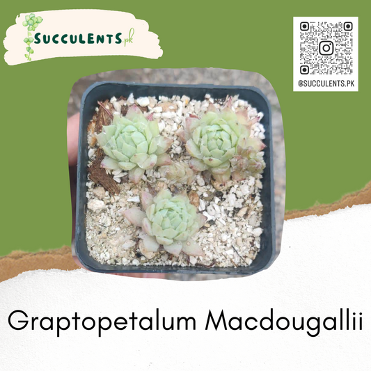 Graptopetalum Macdougallii- Succulent Plant